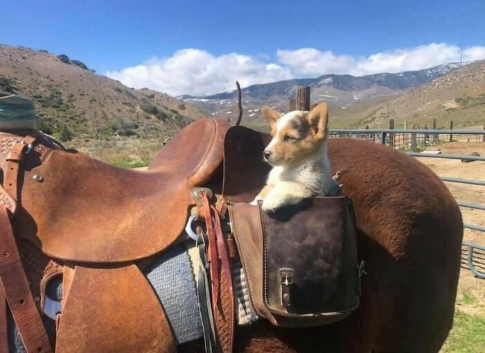 30 Hilariously Goofy Animals To Brighten Up Your Day (New Pics)