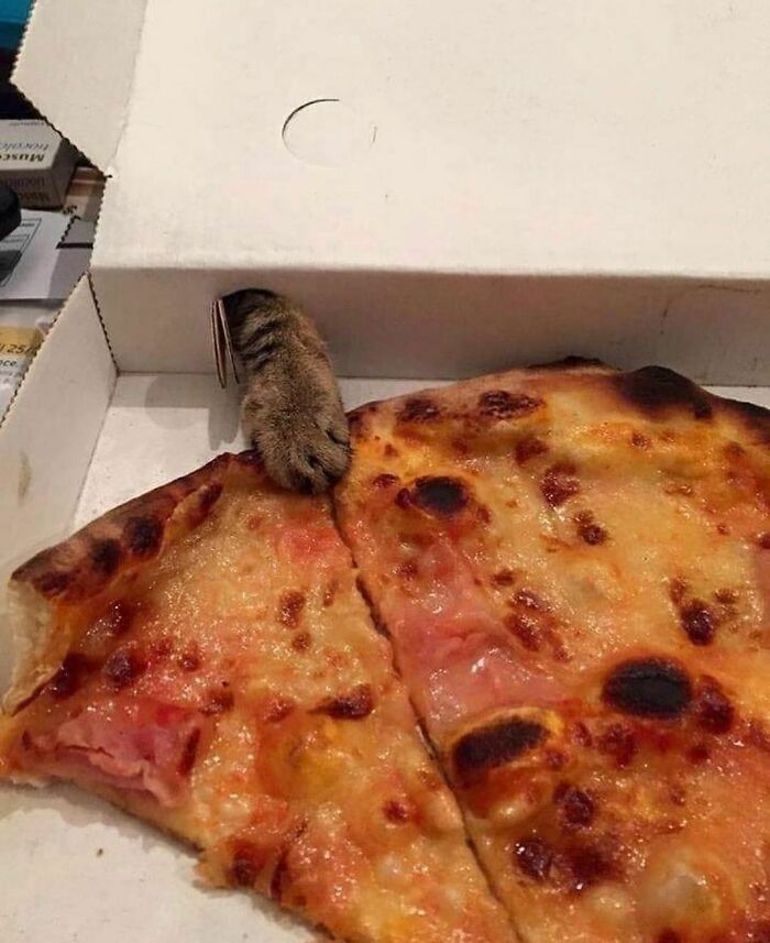 30 Hilariously Goofy Animals To Brighten Up Your Day (New Pics)