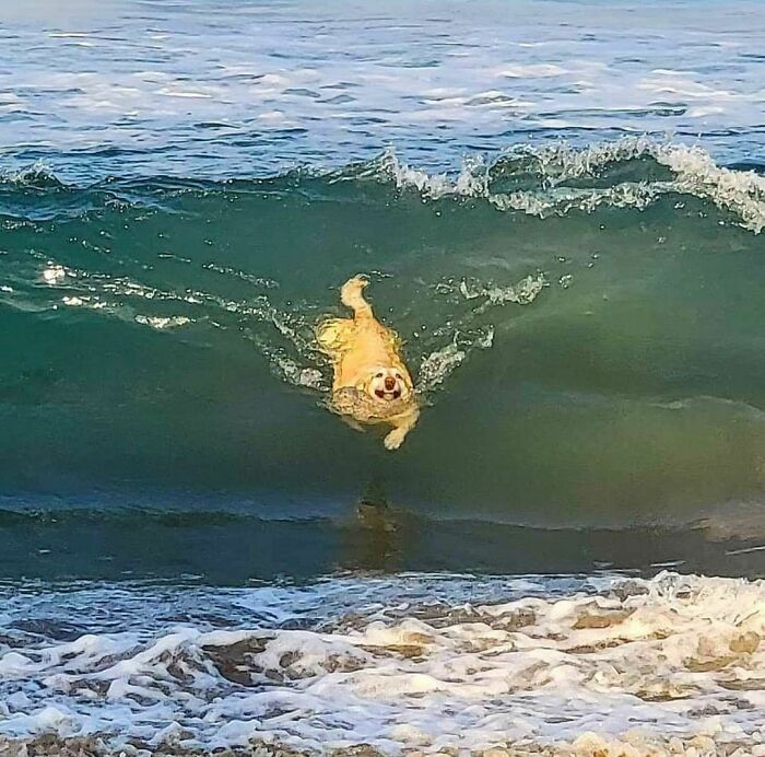30 Hilariously Goofy Animals To Brighten Up Your Day (New Pics)