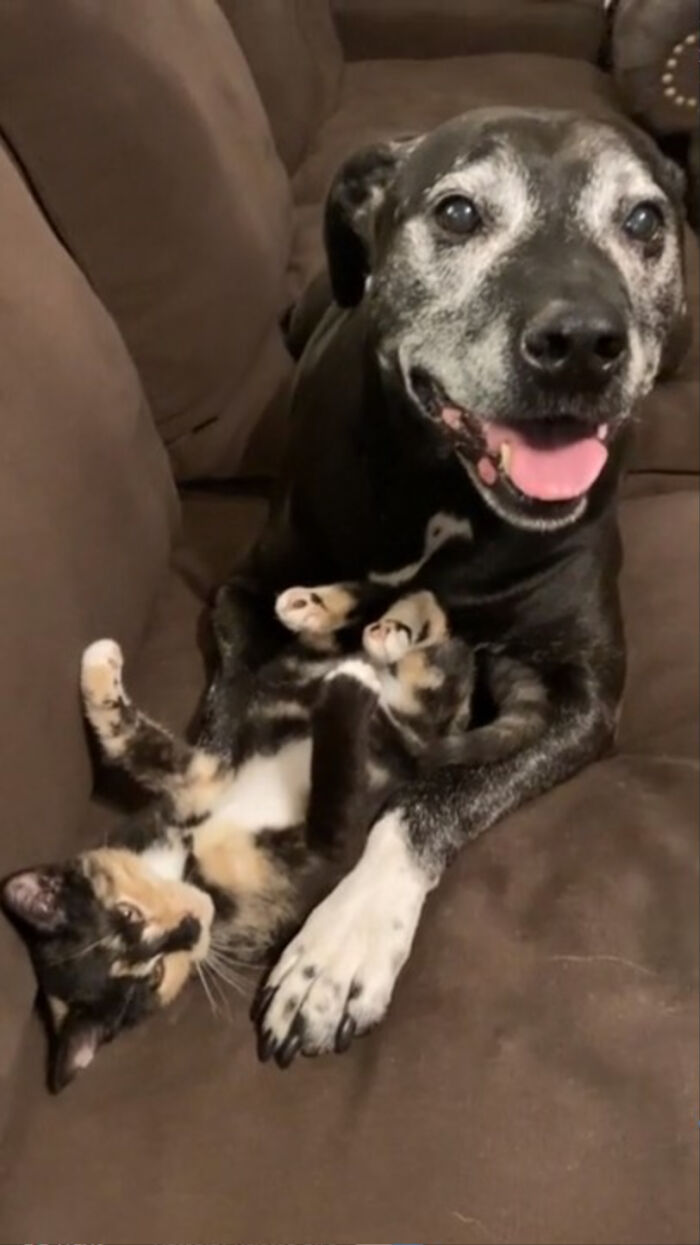 Piensa que este gatito adoptado es sólo para él