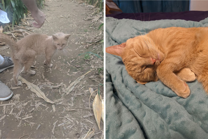 ¡El día que lo encontré todo sucio y hambriento en un laberinto de maíz vs. 2 años después viviendo la buena vida!