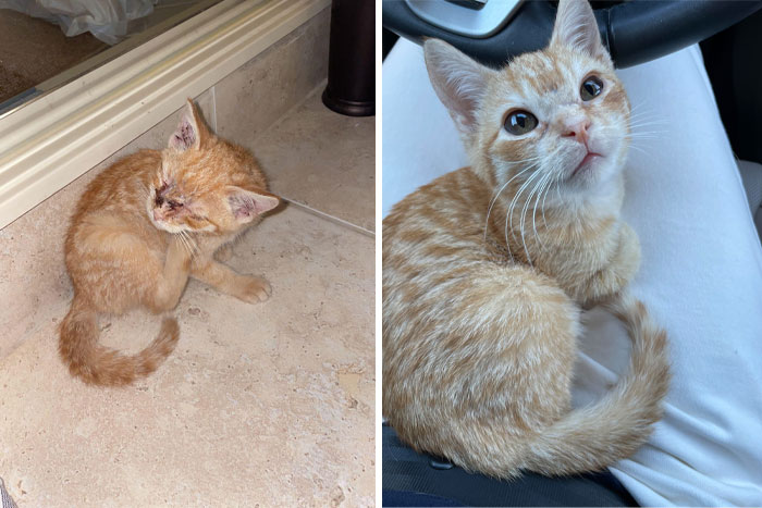 El antes y el después de Chandler, lo encontramos solo y pasando frío. Ahora es un chico guapo, sano y muy querido