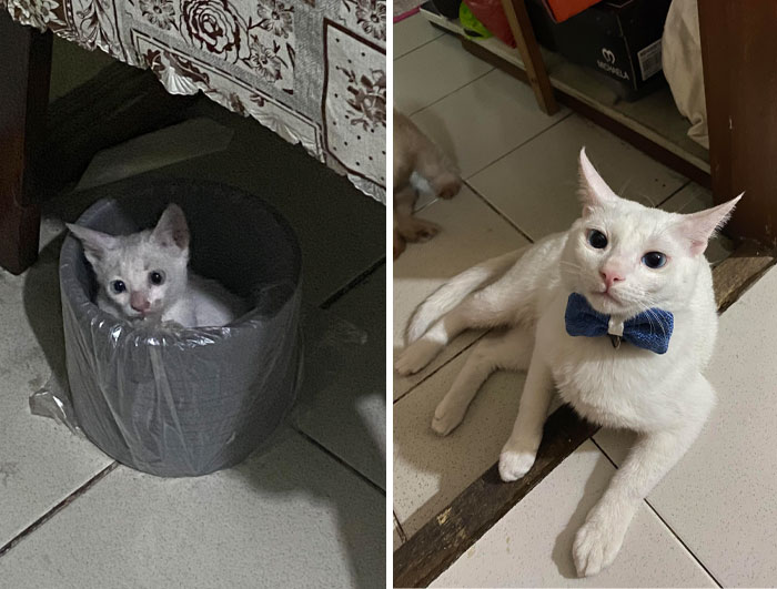 Encontramos a este pequeño en la calle hace un año y medio. Ahora se ve mucho más elegante