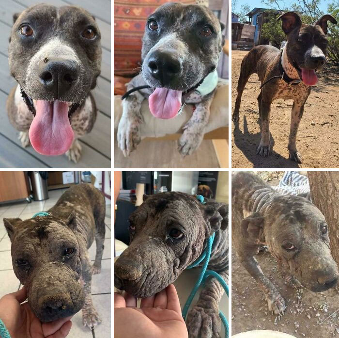 ¡Esta es Lenore antes y después de ser rescatada! Después de recibir mucho amor y cariño, Lenore ya no parece la misma perrita