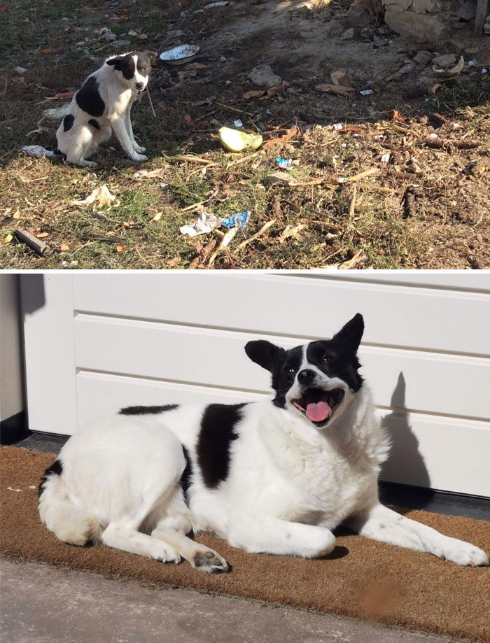 De estar abandonado y encadenado en Rumanía a ser un amor feliz, sano y amante del sol