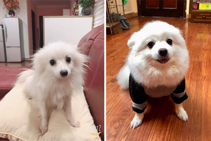 Antes y después de 2 años de ser rescatada
