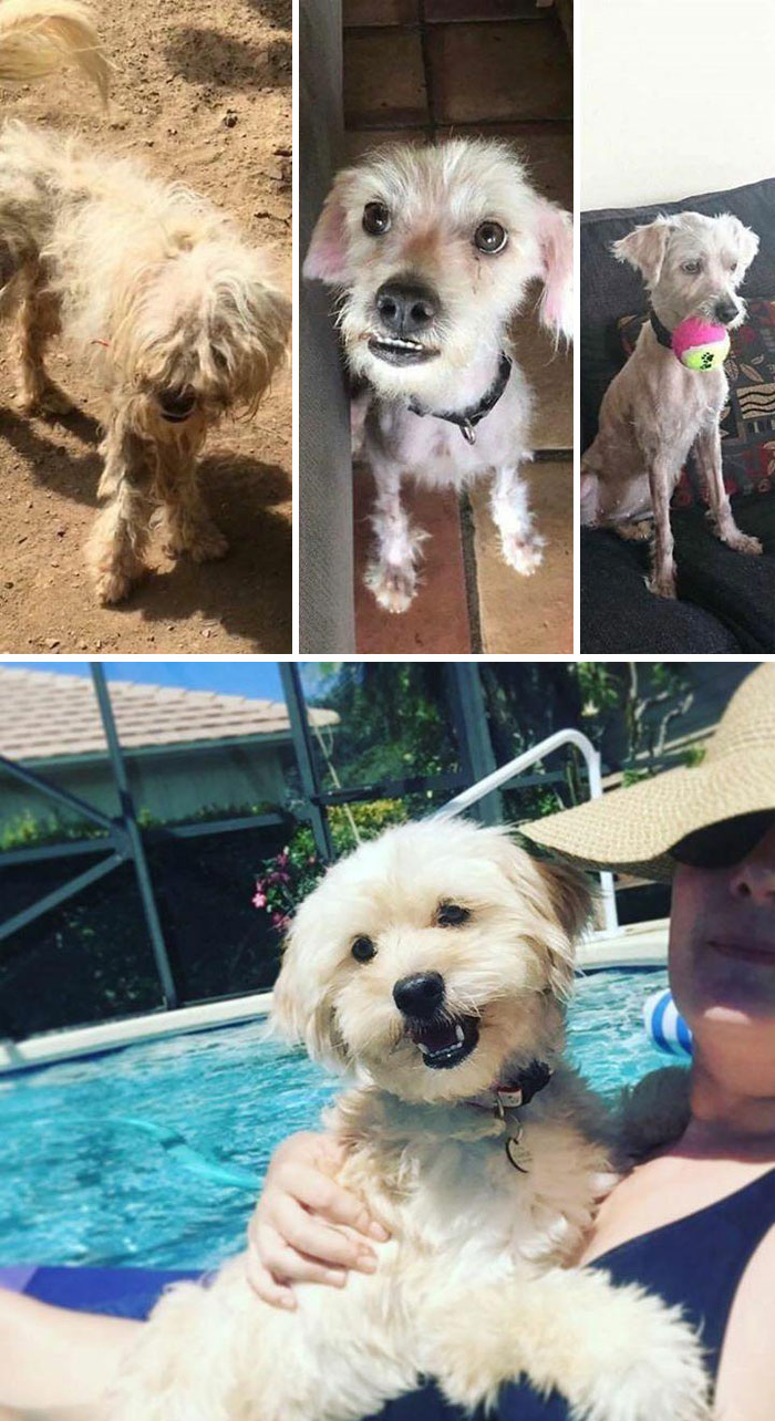 Prometo que estas fotos son todas el mismo perro. La de la izquierda es una foto que tomé en el refugio en las Islas Vírgenes Británicas