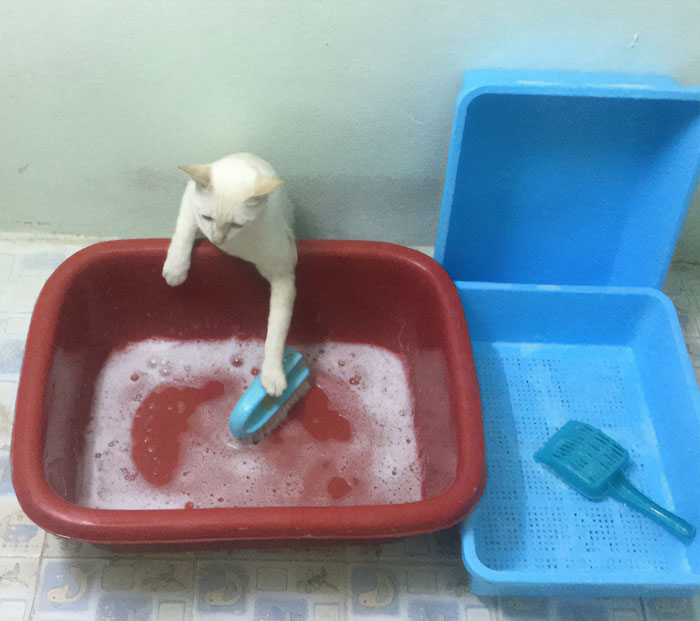 Tengo que hacer todo yo en esta casa