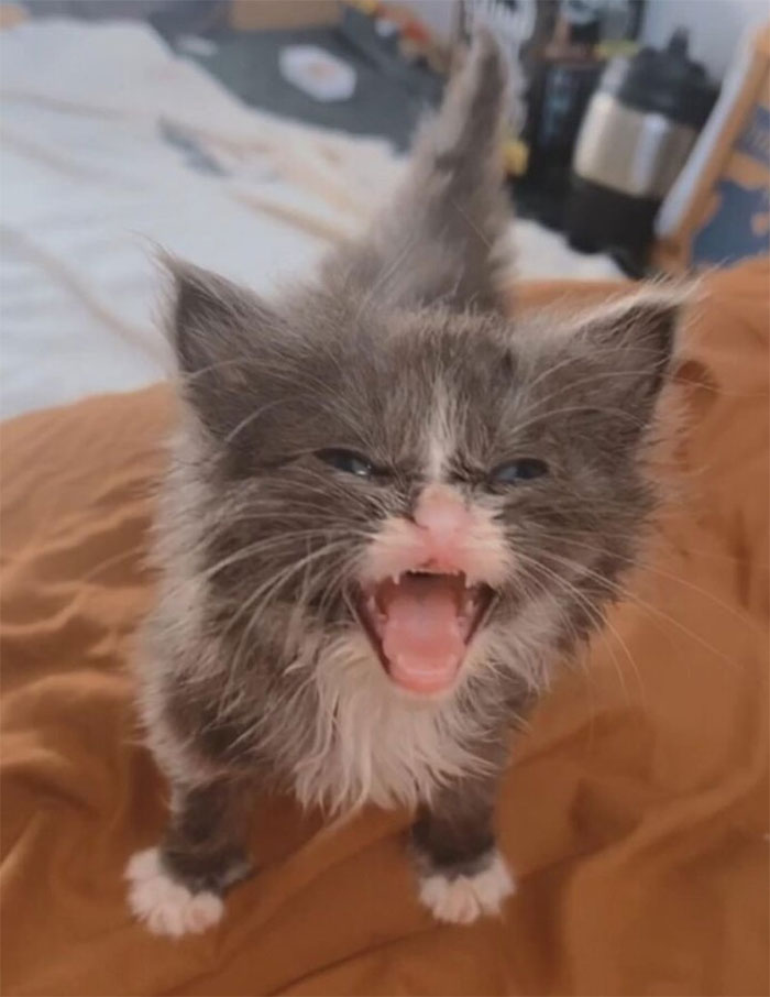 50 Of The Best Pics Of 'Cats With Threatening Auras'