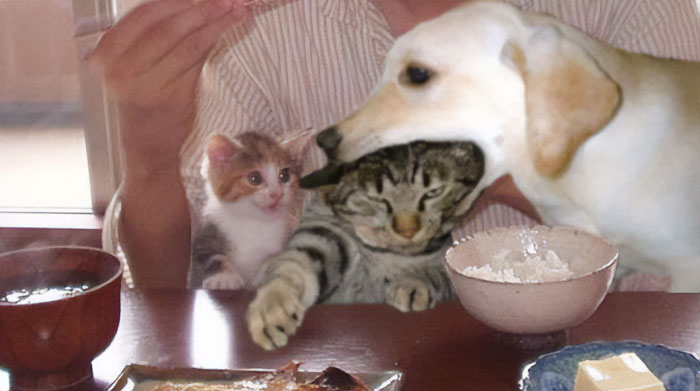 50 Of The Best Pics Of 'Cats With Threatening Auras'