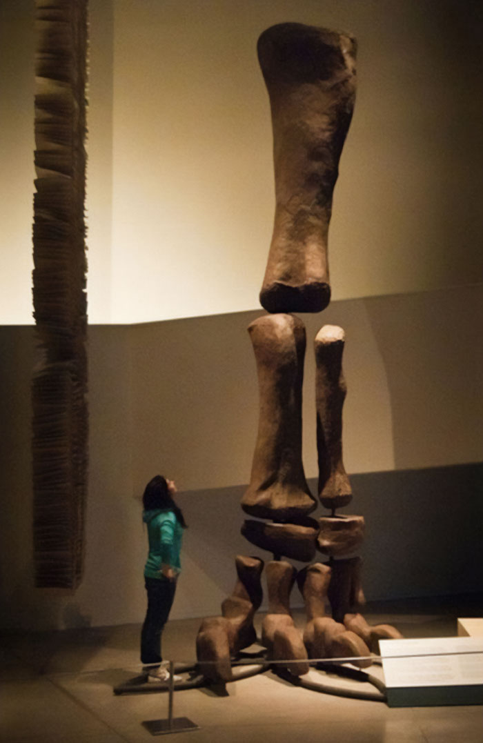El monstruo gigante que fue el Argentinosaurus