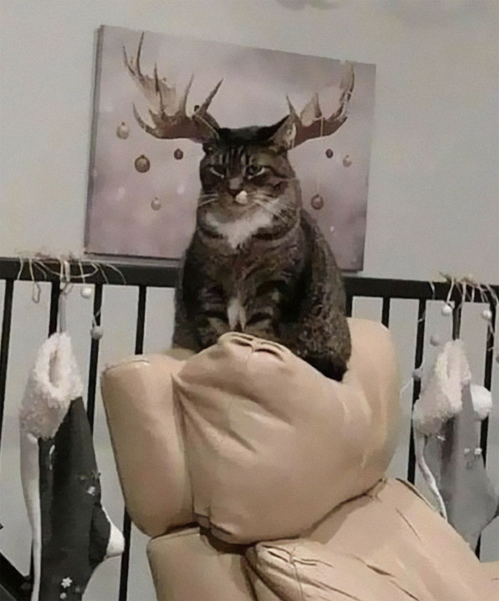 50 Of The Best Pics Of 'Cats With Threatening Auras'