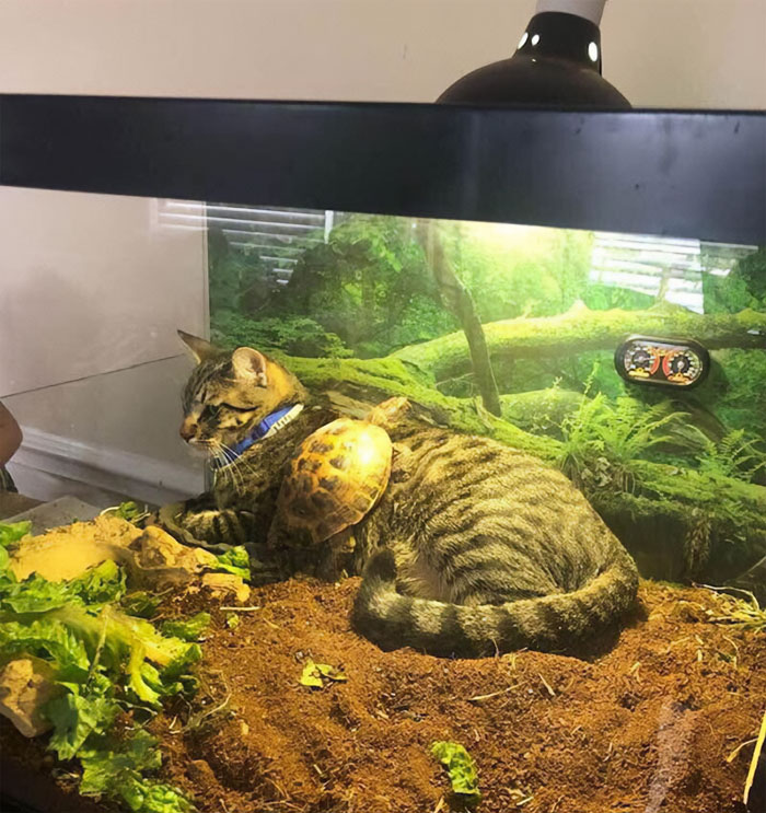 50 Of The Best Pics Of 'Cats With Threatening Auras'