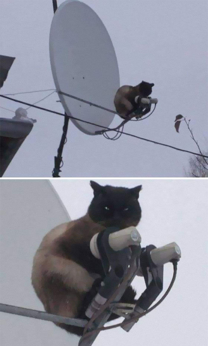 50 Of The Best Pics Of 'Cats With Threatening Auras'