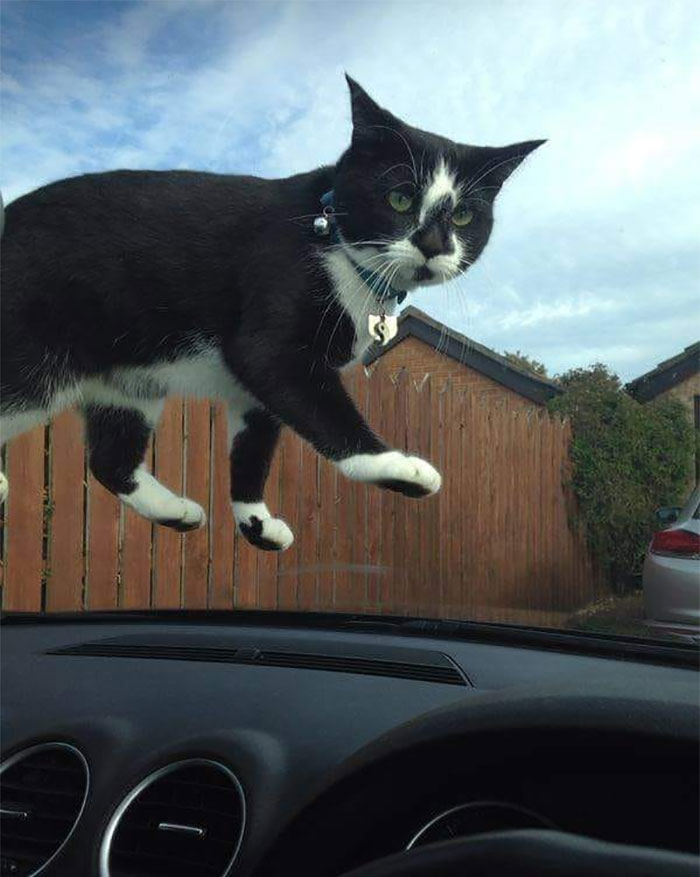 50 Of The Best Pics Of 'Cats With Threatening Auras'