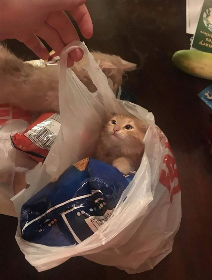 50 Of The Best Pics Of 'Cats With Threatening Auras'