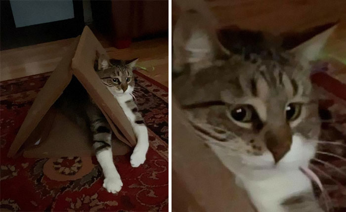 50 Of The Best Pics Of 'Cats With Threatening Auras'