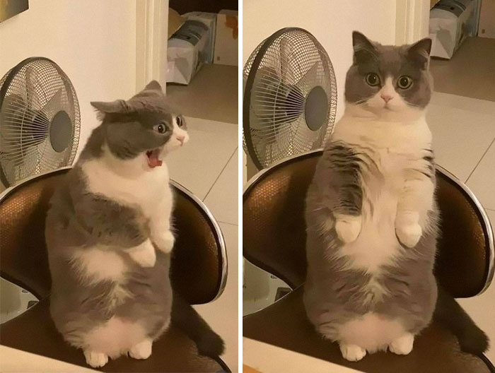 50 Of The Best Pics Of 'Cats With Threatening Auras'