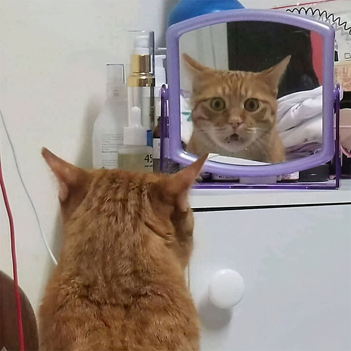 50 Of The Best Pics Of 'Cats With Threatening Auras'