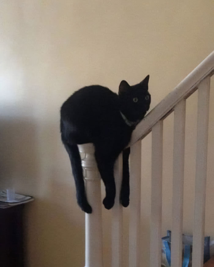 50 Of The Best Pics Of 'Cats With Threatening Auras'
