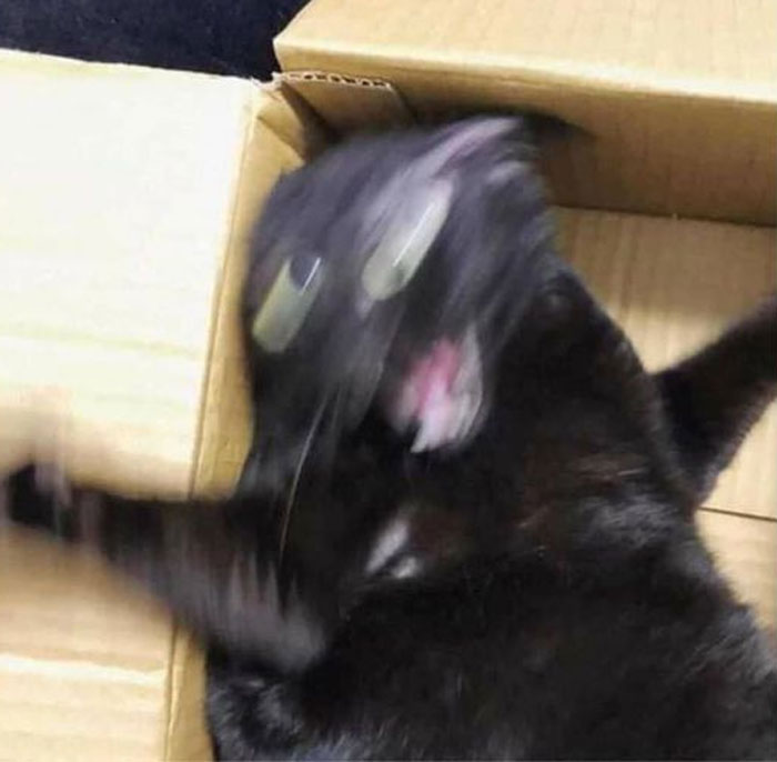 50 Of The Best Pics Of 'Cats With Threatening Auras'