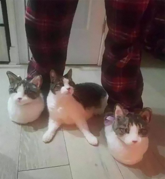 50 Of The Best Pics Of 'Cats With Threatening Auras'