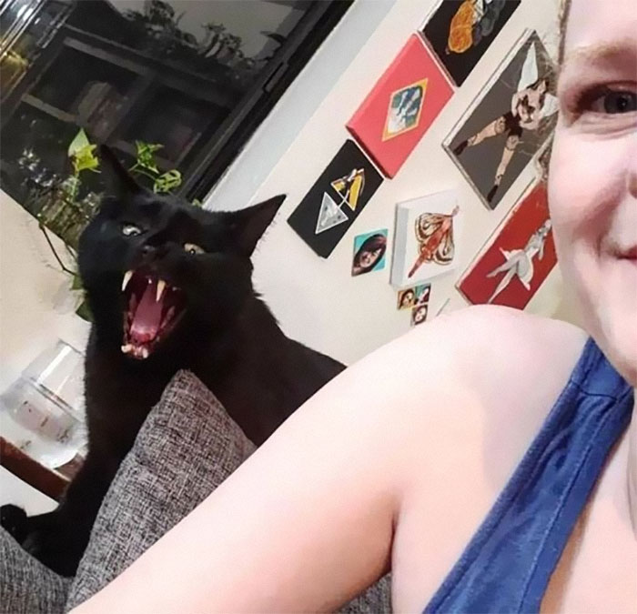 50 Of The Best Pics Of 'Cats With Threatening Auras'
