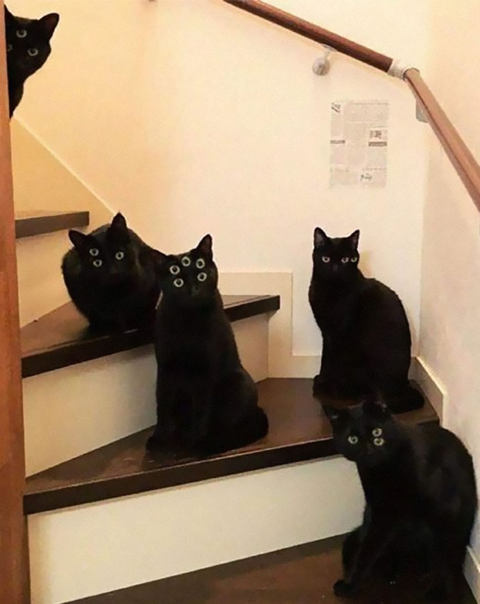 50 Of The Best Pics Of 'Cats With Threatening Auras'