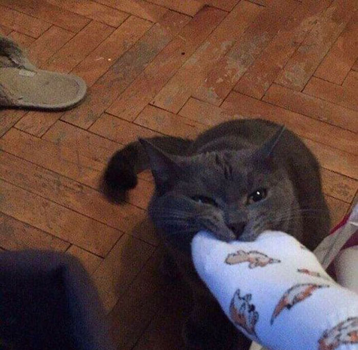 50 Of The Best Pics Of 'Cats With Threatening Auras'