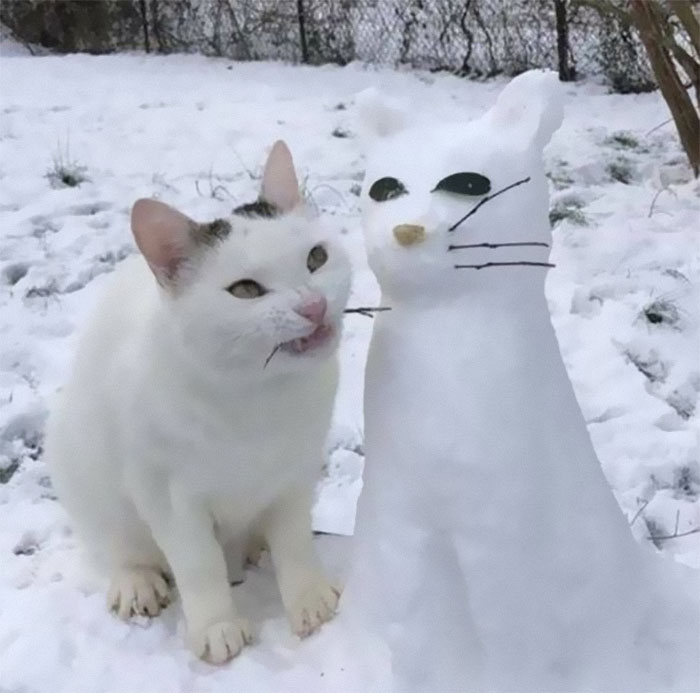 50 Of The Best Pics Of 'Cats With Threatening Auras'