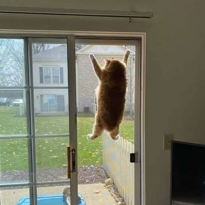 50 Of The Best Pics Of 'Cats With Threatening Auras'