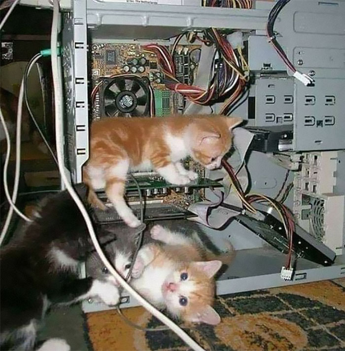 50 Of The Best Pics Of 'Cats With Threatening Auras'