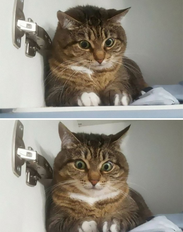50 Of The Best Pics Of 'Cats With Threatening Auras'