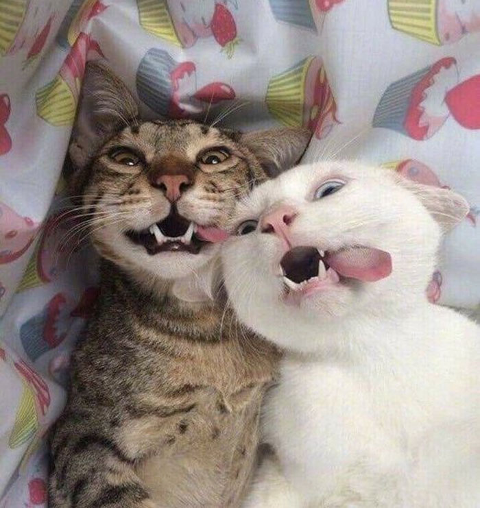 50 Of The Best Pics Of 'Cats With Threatening Auras'