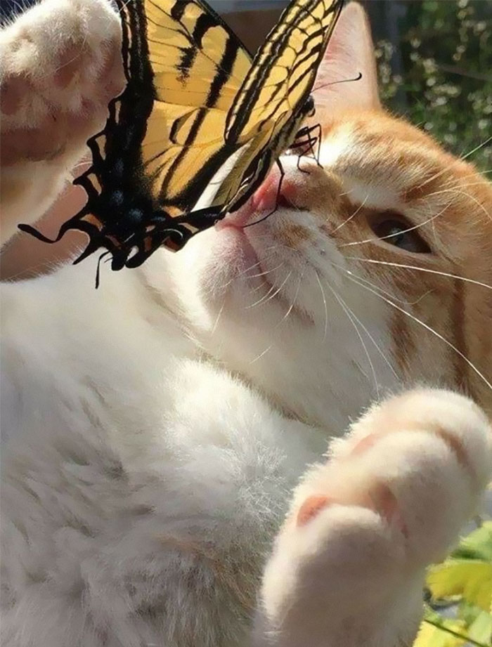 50 Of The Best Pics Of 'Cats With Threatening Auras'