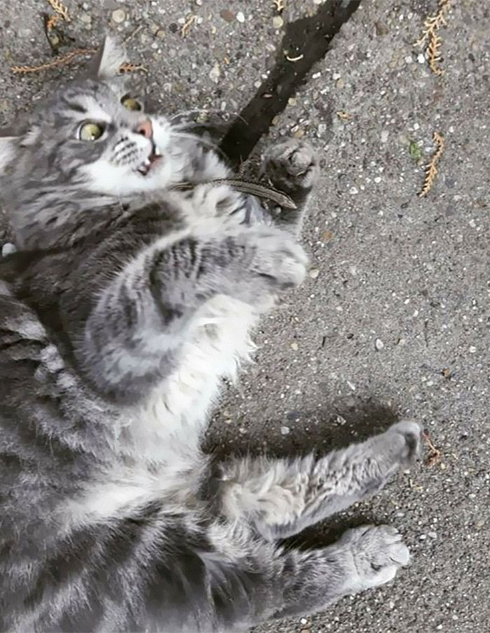 50 Of The Best Pics Of 'Cats With Threatening Auras'