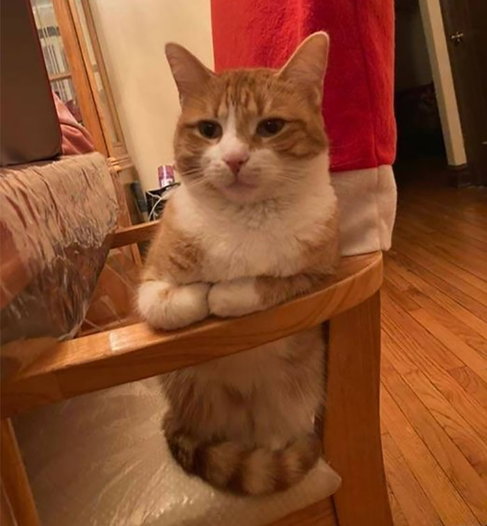50 Of The Best Pics Of 'Cats With Threatening Auras'