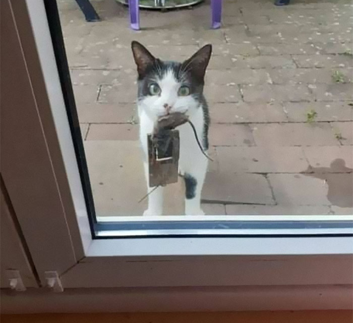 50 Of The Best Pics Of 'Cats With Threatening Auras'