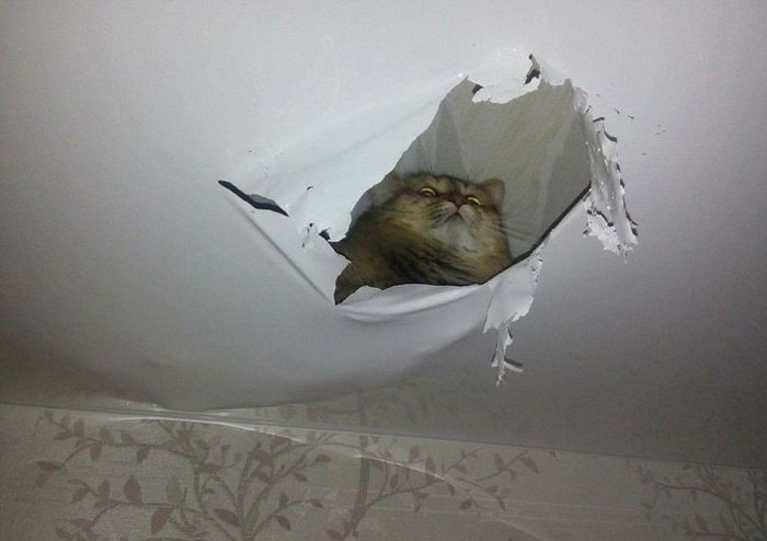 50 Of The Best Pics Of 'Cats With Threatening Auras'