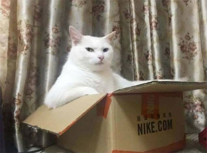 50 Of The Best Pics Of 'Cats With Threatening Auras'