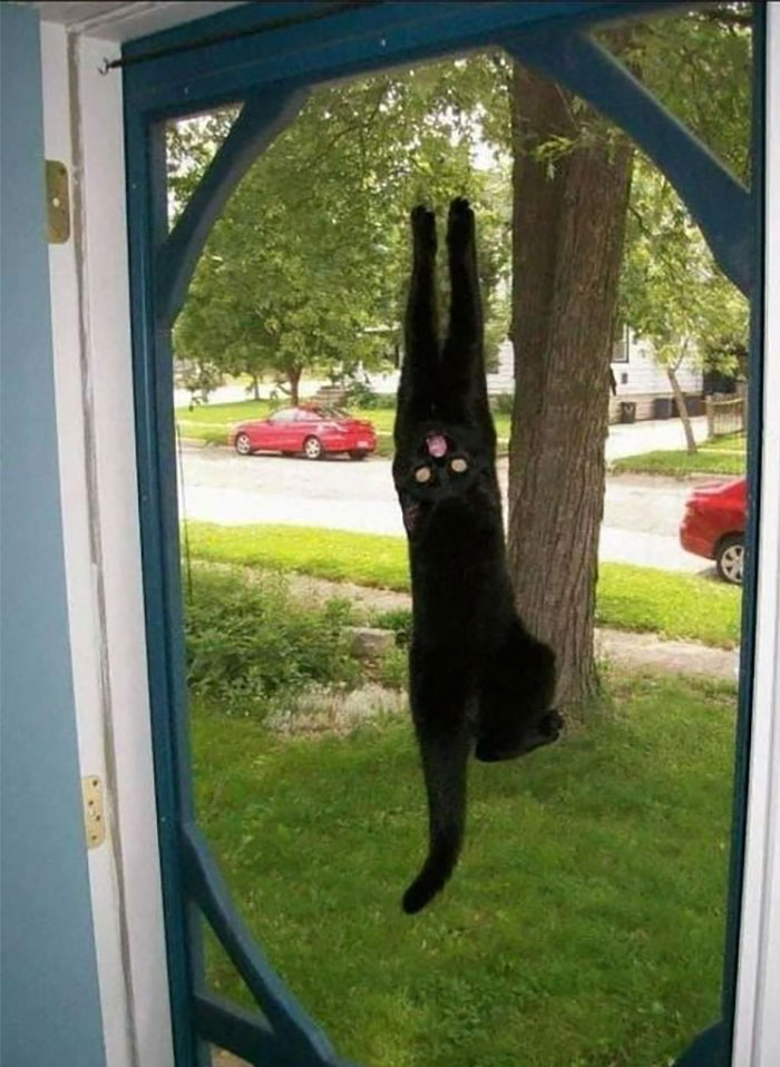 50 Of The Best Pics Of 'Cats With Threatening Auras'