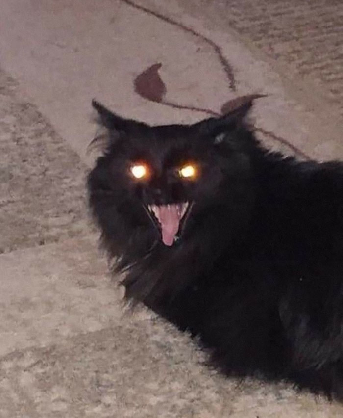 50 Of The Best Pics Of 'Cats With Threatening Auras'