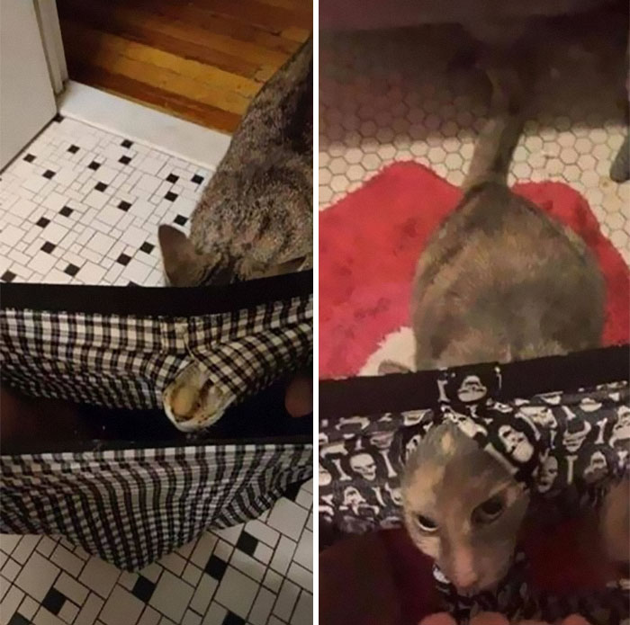 50 Of The Best Pics Of 'Cats With Threatening Auras'