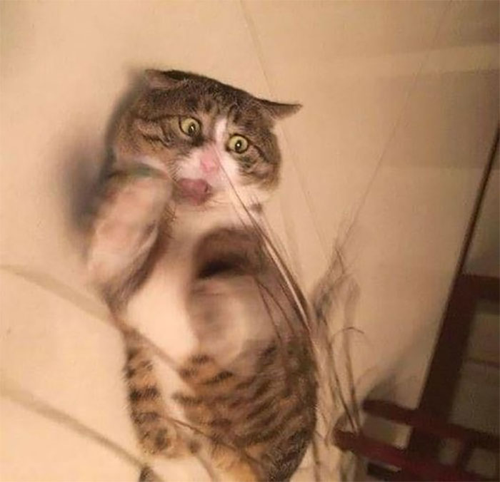 50 Of The Best Pics Of 'Cats With Threatening Auras'