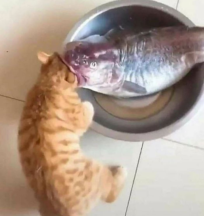 50 Of The Best Pics Of 'Cats With Threatening Auras'