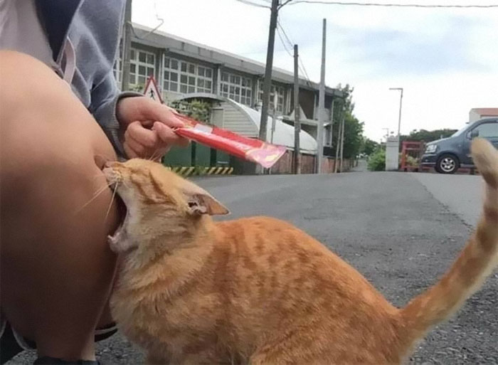 50 Of The Best Pics Of 'Cats With Threatening Auras'