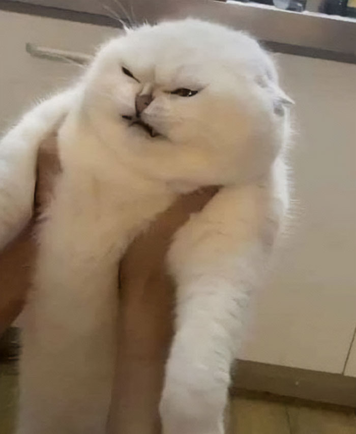 50 Of The Best Pics Of 'Cats With Threatening Auras'