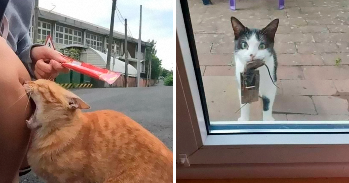 50 De las mejores imágenes de “Gatos con aura amenazante”