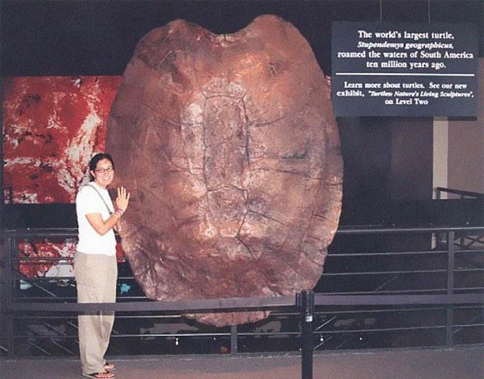 Hace 10 millones de años, las tortugas podían comerte de un solo bocado