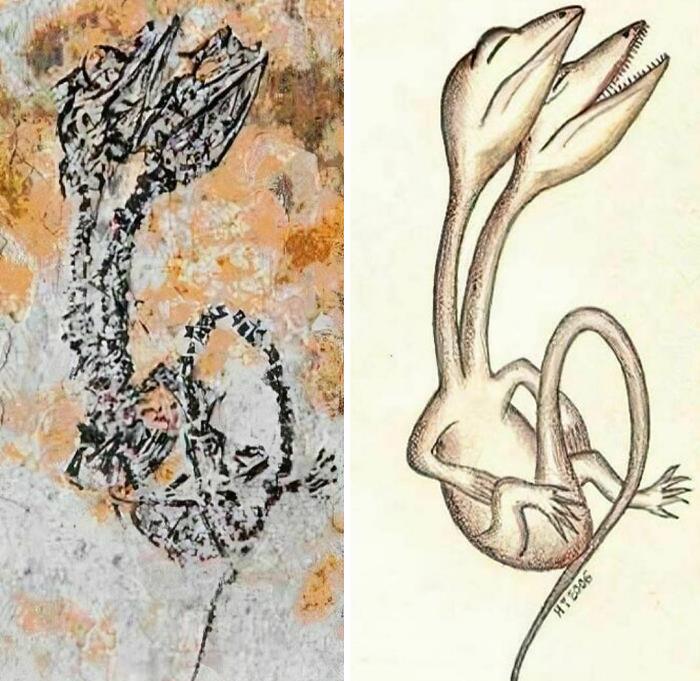 Un dinosaurio de entre 120 y 145 millones de años con dos cabezas fue encontrado en Yixian, China